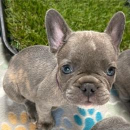 Purple collar - Blue female French Bulldog puppy in Livingston, Texas from Drake Home Frenchies