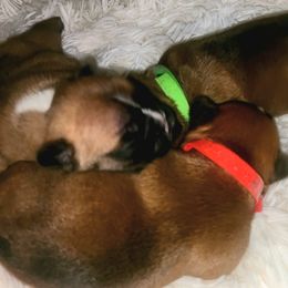 French Bulldog Puppies from Ma Chérie French Bulldogs