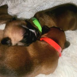 French Bulldog Puppies from Ma Chérie French Bulldogs