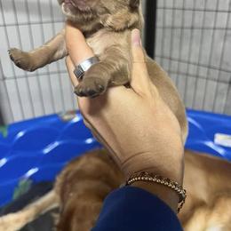 Golden Retriever Puppies from King's Golden Retrievers