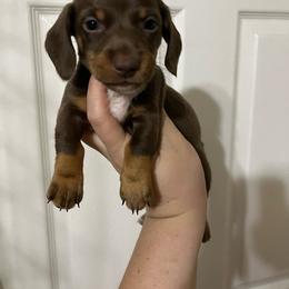 Thor - Chocolate and tan male Dachshund puppy in Springfield, Tennessee from Savannah’s Doxie Palace