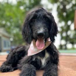 Raven - Black and white female Bernedoodle puppy in Osage City, Kansas from Golden Ridge Goldens