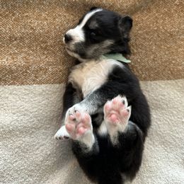 Siberian Husky Puppies from Sunny Siberians