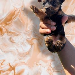 Marble - Black and tan female Yorkshire Terrier puppy in Pomona, California from Lunio's Yorkies