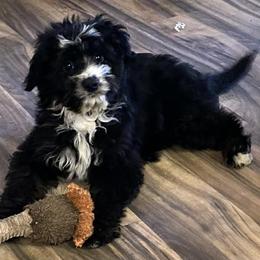 Girl - Black and white female Aussiedoodle puppy in Vinemont, Alabama from Puppy Pals