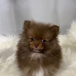 Pomeranian Puppies from My Star Pomeranian’s