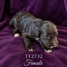 Girl 5 - Chocolate female Australian Labradoodle puppy in Easley, South Carolina from Royal Diamond Australian Labradoodles