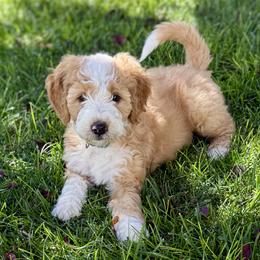 Pumpkin - Red male Bernedoodle puppy in Springville, Utah from Oodles of Bernedoodles