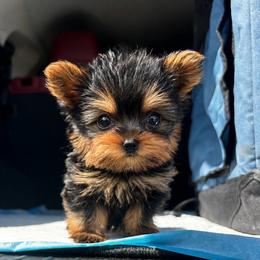 Tiny Gaston - Black and tan male Yorkshire Terrier puppy in Phoenix, Arizona from Luxury Pups AZ