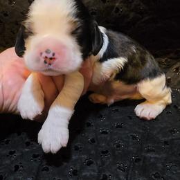 Major - Black white and tan male Cocker Spaniel puppy in Florence, South Carolina from Reddick's American Cocker Spaniels