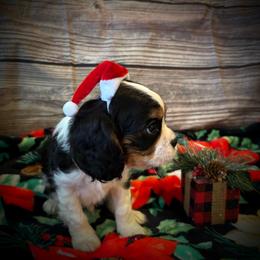 Cavalier King Charles Spaniel Puppies from Krawczyk's House of Cavaliers