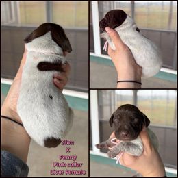 Pink liver female - Liver roan female German Shorthaired Pointer puppy in Crockett, Texas from LL Gun Dogs, LLC