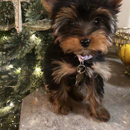 Violet - Yorkshire Terrier