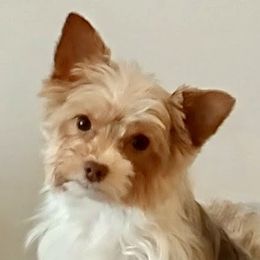 Sigi - Yorkshire Terrier