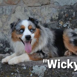 Wicky - Australian Shepherd