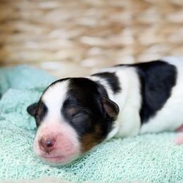 Bingo - Black tri-color male Aussiedoodle puppy in Henry, Illinois from Rowe Farms Doodles