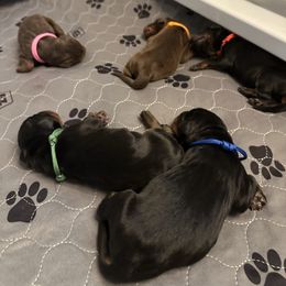 Doberman Pinscher puppies from Eminent Dobermans