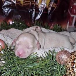 Ellen - Cream female Dachshund puppy in Pace, Florida from Shoebox Doxie’s