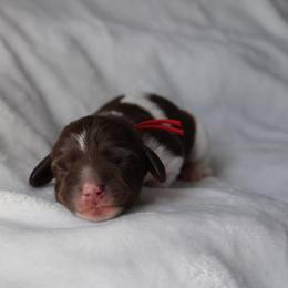 Doc - Chocolate male Dachshund puppy in Lebanon, Tennessee from Thomas Dachshunds