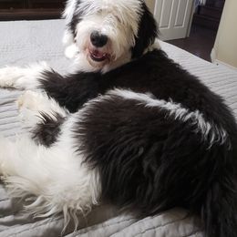 Goldendoodle and Sheepadoodle All Grown Up from Paw City Doodles