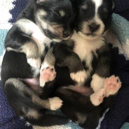 Pomsky Puppies from Paris Pomskies