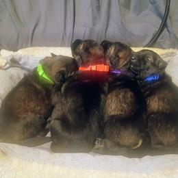 German Shepherd puppies from Samhain Shepherds