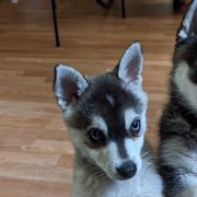 Alaskan Klee Kai from Whitesel Klee Kais