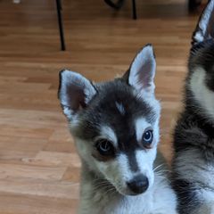Alaskan Klee Kai from Whitesel Klee Kais