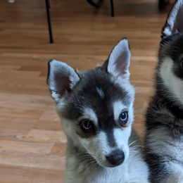 Alaskan Klee Kai from Whitesel Klee Kais