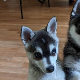 Alaskan Klee Kai from Whitesel Klee Kais