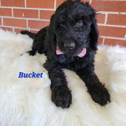 Goldendoodle Puppies from Auburn Hills Doodles & Poodles