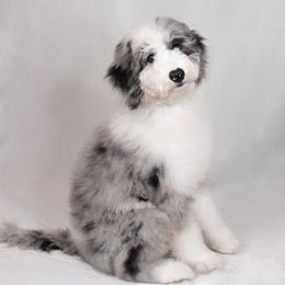 Sky - Sheepadoodle