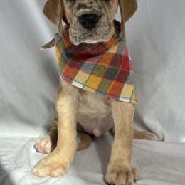 Iona - Merle female Great Dane puppy in Michigan from Ohana Great Danes of Michigan