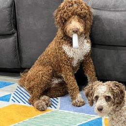 Goldendoodles and Poodles from Pleasant Ridge Doodles & Poodles