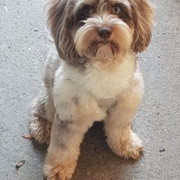 Cockapoo, Maltipoo, Morkie, and Yorkipoo Puppies from Mosaic Merle Doodles
