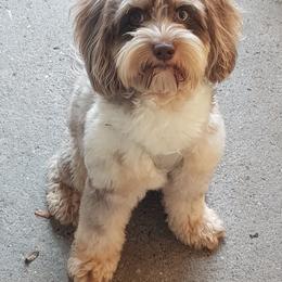 Cockapoo, Maltipoo, Morkie, and Yorkipoo Puppies from Mosaic Merle Doodles
