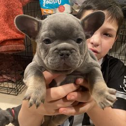 French Bulldogs from Clinton’s Frenchies