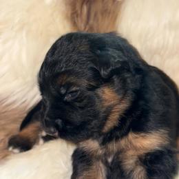 Pearl - Black and red female German Shepherd puppy in Hillsboro, Indiana from Salty Raccoon Ranch German Shepherds