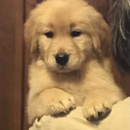 Golden Retriever and Pembroke Welsh Corgi Puppies from Shire Springs Kennels