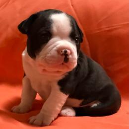 Krampus - Black and white male Boston Terrier puppy in Kingsport, Tennessee from Dreamweaver Bostons