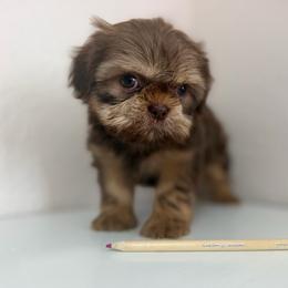 Female 1 - Chocolate and tan female Shih Tzu puppy in Downey, California from Cali shih tzu