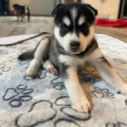 Boy 1 - Black and white male Alaskan Klee Kai puppy in Beverly Hills, Florida from Lucky Charm Klee Kai