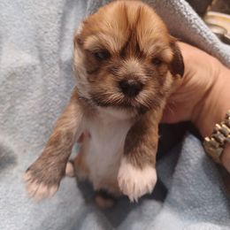 Tiny Tim - Golden male Lhasa Apso puppy in Tulsa, Oklahoma from Eternal Puff AKC Lhasa Apsos OR AKC Miniature Long Haired Dachshunds