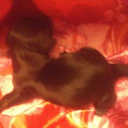 DBs Hermann Goetz - Black and cream male Dachshund puppy in Summerfield, Florida from D & B Ranchette