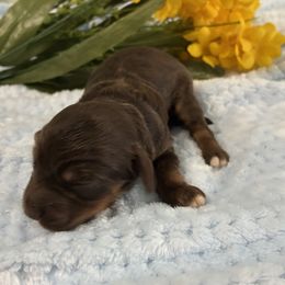 Cockapoo puppies from 'Capon Cuties