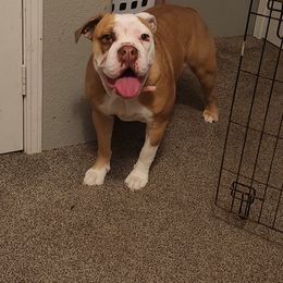 Daisy - Fawn female Bulldog puppy in Washington from Sun City Campeiro Bulldogs