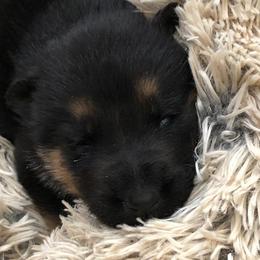 German Shepherd Puppies from Select Shepherds
