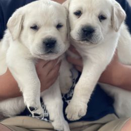 Labrador Retriever Puppies from Labsmith Labs