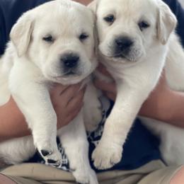 Labrador Retriever Puppies from Labsmith Labs