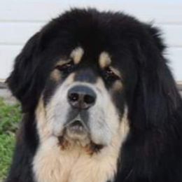 Cosy - Tibetan Mastiff